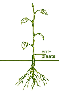tekening van de entplaats van een boom